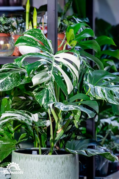 Plante Monsera Variegata avec des feuilles panachées vertes et blanches dans un pot de fleurs moderne